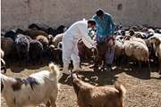 آغاز طرح واکسیناسیون رایگان آبله