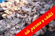 ضبـط و معـدوم ســازی 1500 کیـلوگـرم مــرغ غیــر قابل مصــرف