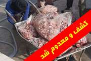 ضبط و معـدوم سـازی ۳۵۰ کیلوگرم آلایش خـوراکی مــرغ فاقد هــویت در استان قم