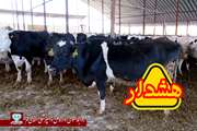 کنتـرل بیمـاری تب بـرفکــی