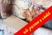 ضبـط و معـدوم سـازی مقــدار 600 کیلوگـرم آلاش دامـی فاسـد 