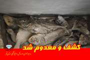معـدوم‌ ســازی ۱۳۰ کیلـوگــرم ماهــی فاسد 