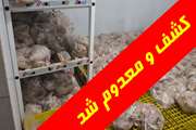 کشف و ضبط و معدوم‌سازی  و توقیف بیش از  ۲۰۰۰ کیلوگرم فرآورده خام دامی غیرمجاز از فروشگاه سطح شهر