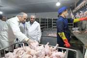 بازدید سـرزده رئیـس سازمان جهـاد کشـاورزی قــم از کشتارگاه طیــور استان 