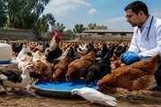 آغاز مرحله پانزدهم طرح واکسیناسیون طیور روستایی علیه بیماری نیوکاسل در استان قم