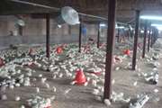 فعالیت ۳۰۰ واحد مرغ گوشتی در قم