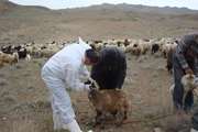 آغاز طرح واکسیناسیون تب برفکی دام های سبک عشایری استان قم