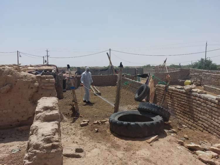 اجرای اردوی جهادی دامپزشکی در روستای «چشمه شور» منطقه مرکزی / توزیع و سمپاشی رایگان جایگاه دامدارای های روستا