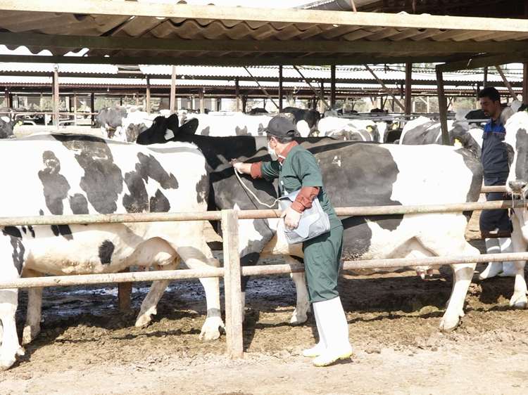 بیش از 435 هزار رأس دام در استان قم تحت پوشش واکسیناسیون تب برفکی قرار خواهند گرفت